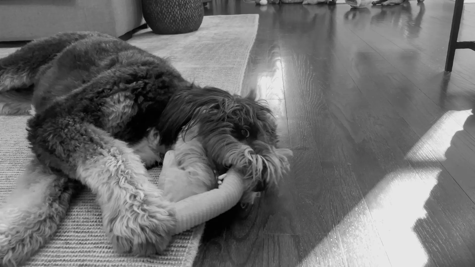 Coda — together on the rug